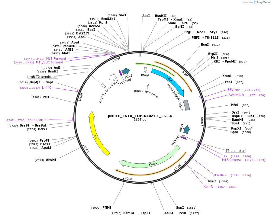 113867-plasmid-map-sequence-id-221595
