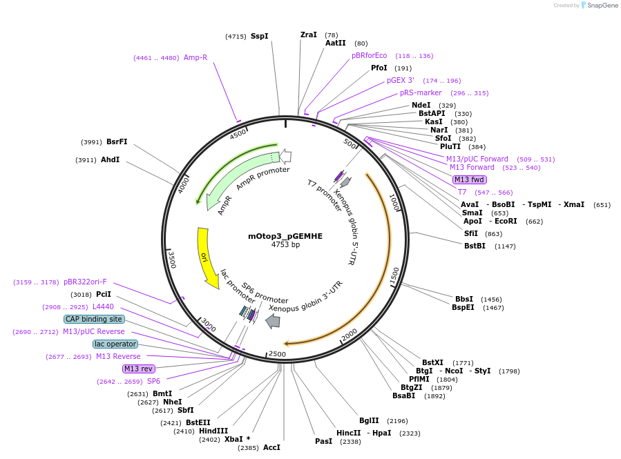 114676-plasmid-map-sequence-id-221600