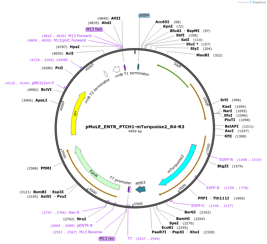 113864-plasmid-map-sequence-id-221601