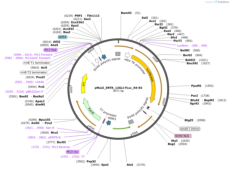 113712-plasmid-map-sequence-id-221602