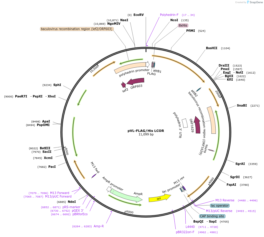 114450-plasmid-map-sequence-id-221608