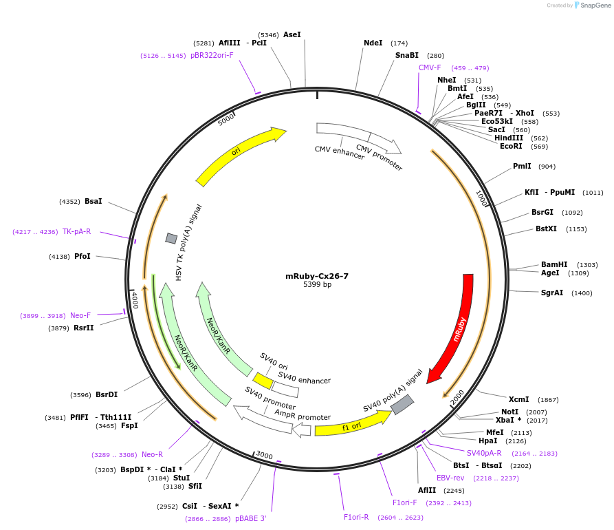 55854-plasmid-map-sequence-id-221616