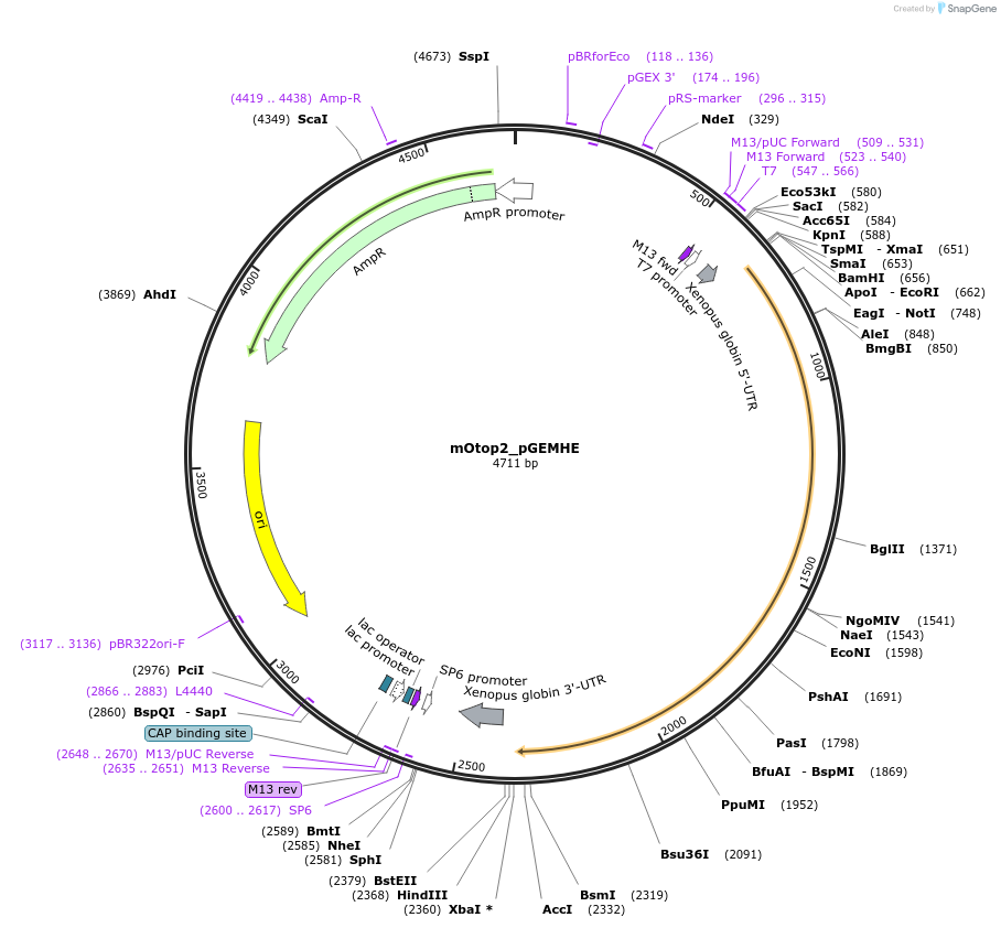 114675-plasmid-map-sequence-id-221626