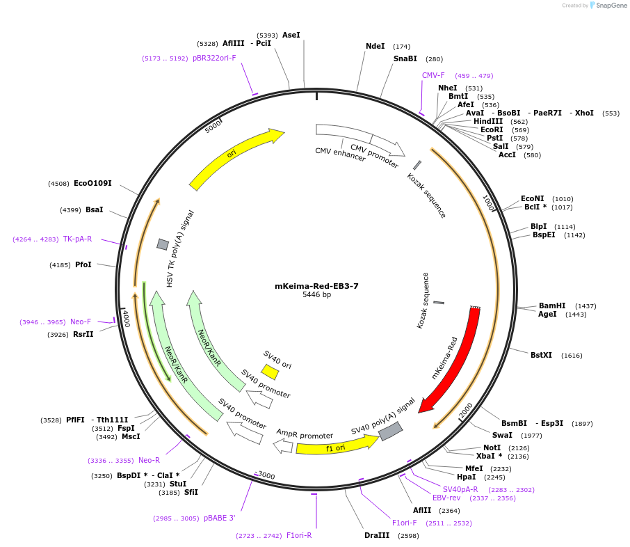 56015-plasmid-map-sequence-id-221628