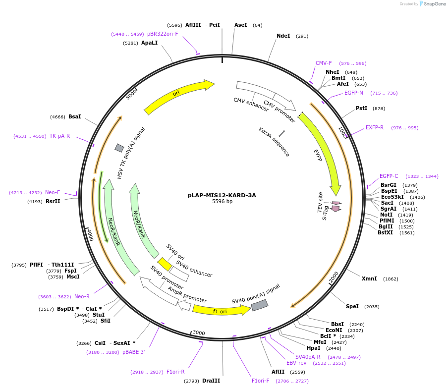 114059-plasmid-map-sequence-id-221658