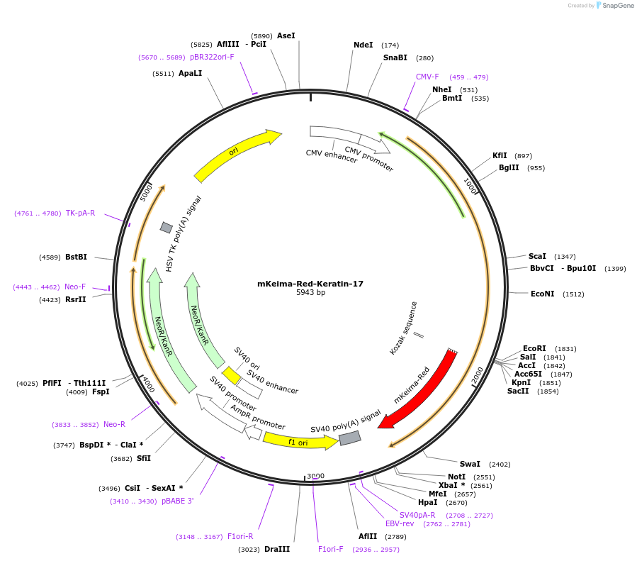 56017-plasmid-map-sequence-id-221661