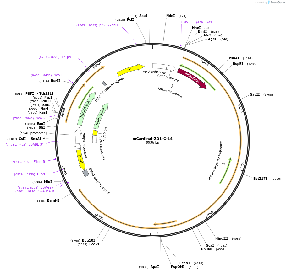 56179-plasmid-map-sequence-id-221667