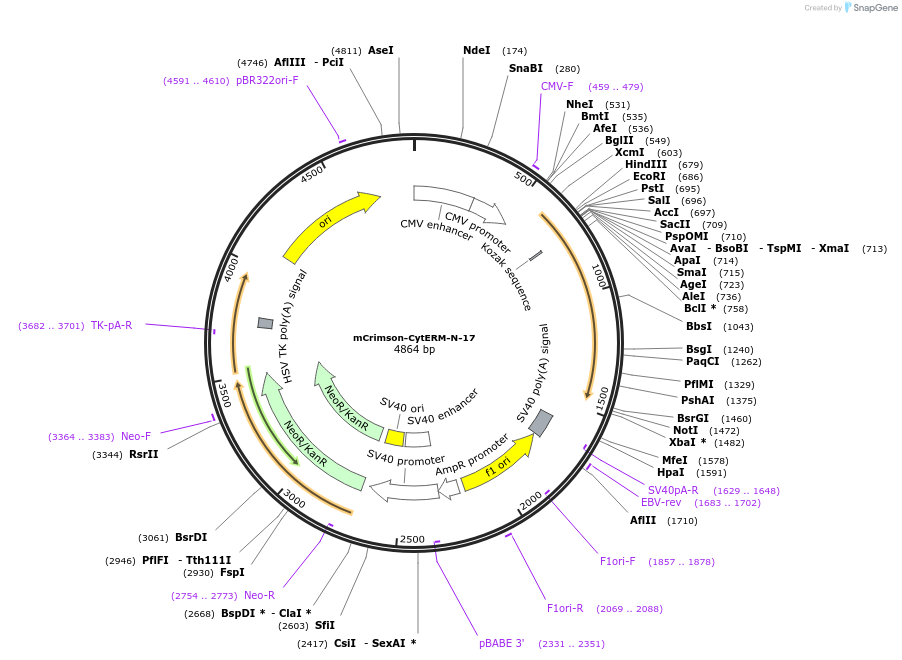 56181-plasmid-map-sequence-id-221670
