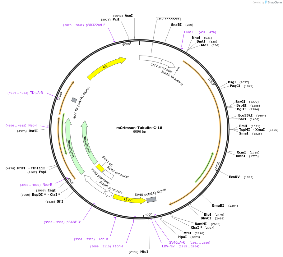 56185-plasmid-map-sequence-id-221672