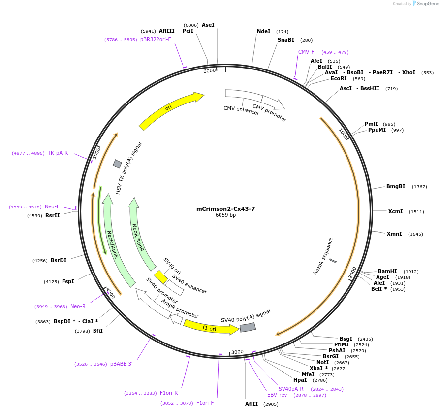 56186-plasmid-map-sequence-id-221674