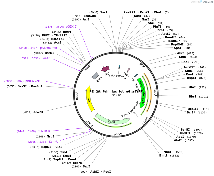 104890-plasmid-map-sequence-id-221676