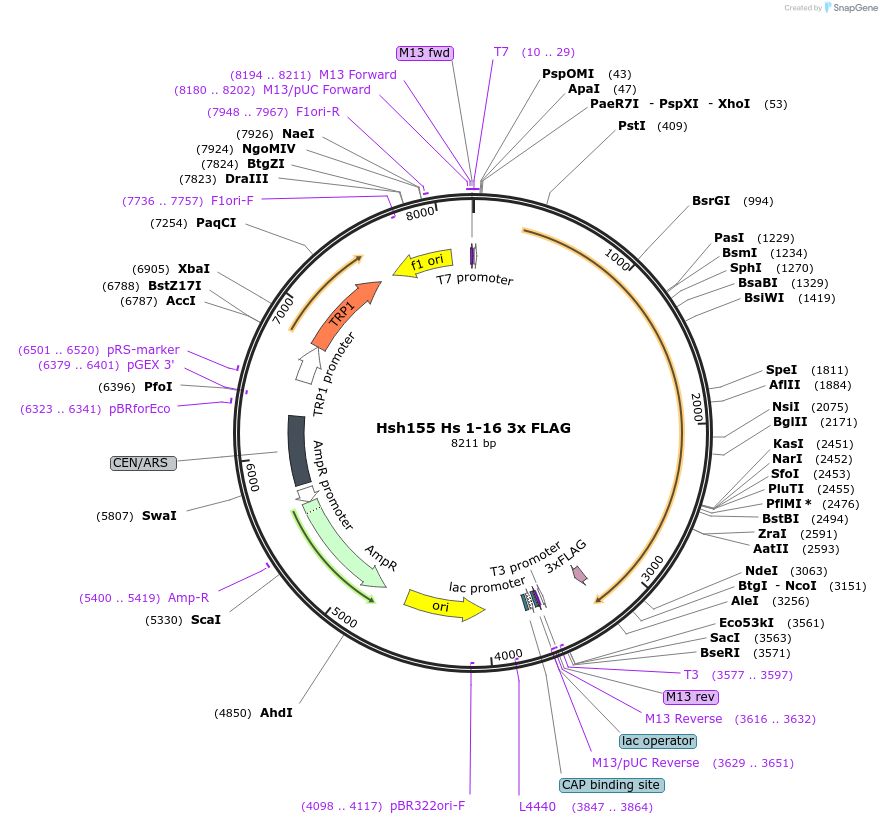 111966-plasmid-map-sequence-id-221690
