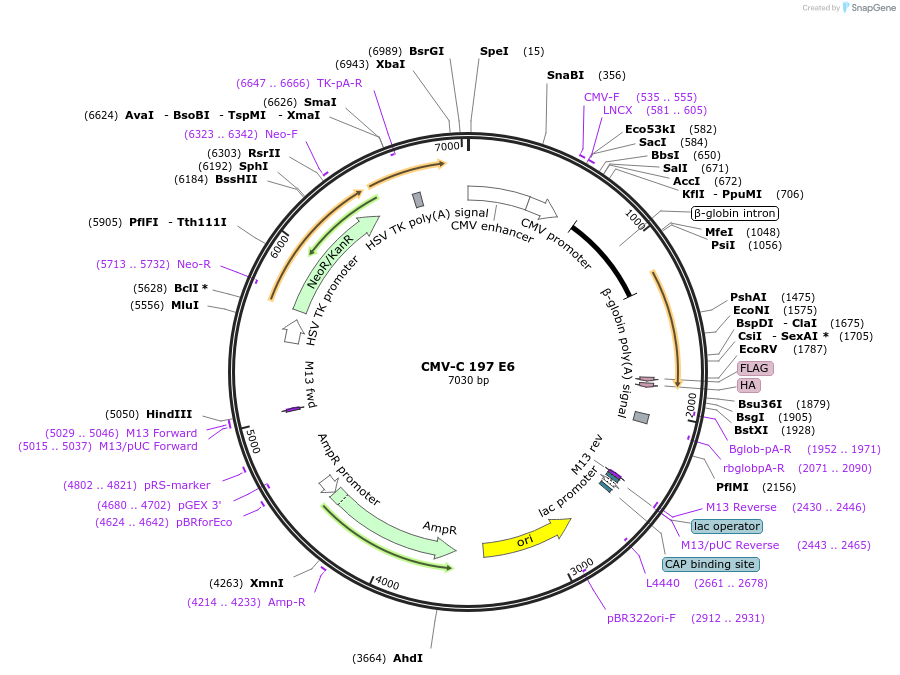 85032-plasmid-map-sequence-id-221694