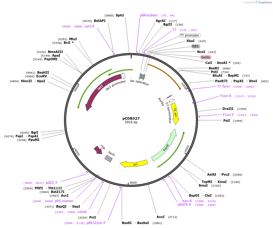 113671-plasmid-map-sequence-id-221696