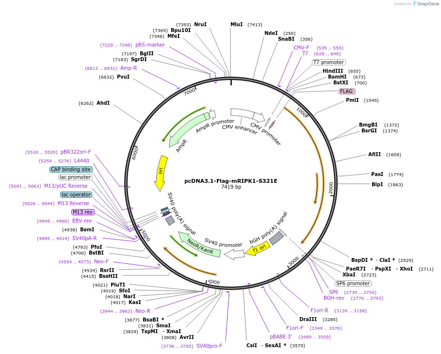 115340-plasmid-map-sequence-id-221699