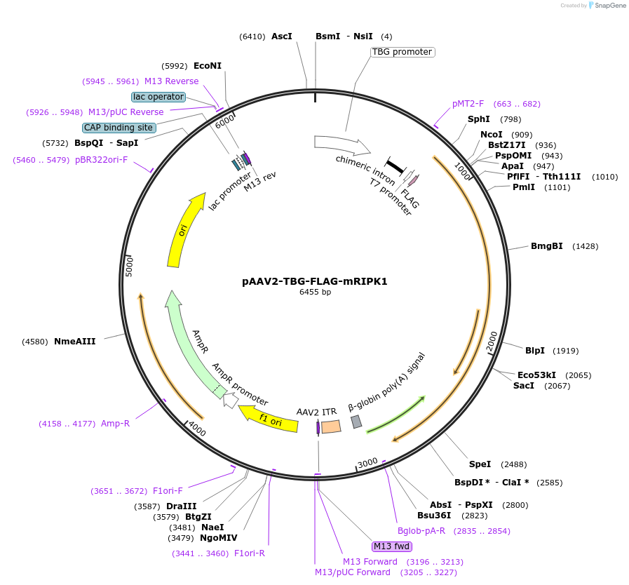 115341-plasmid-map-sequence-id-221701