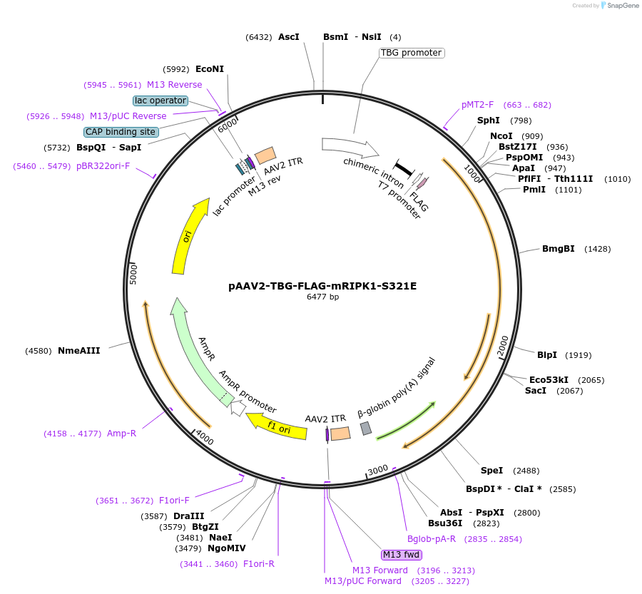 115343-plasmid-map-sequence-id-221702