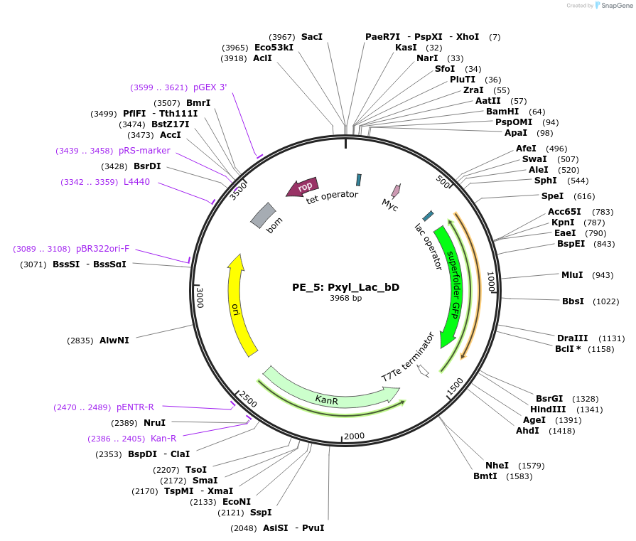 113602-plasmid-map-sequence-id-221703