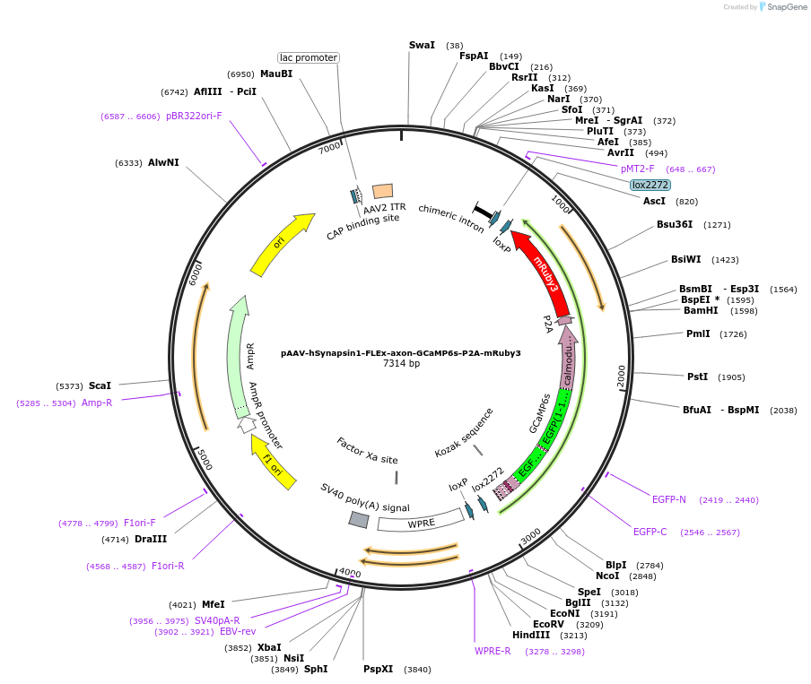 112008-plasmid-map-sequence-id-221705