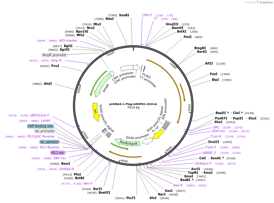 115339-plasmid-map-sequence-id-221709