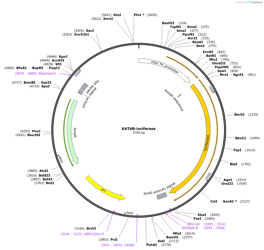 113353-plasmid-map-sequence-id-221743