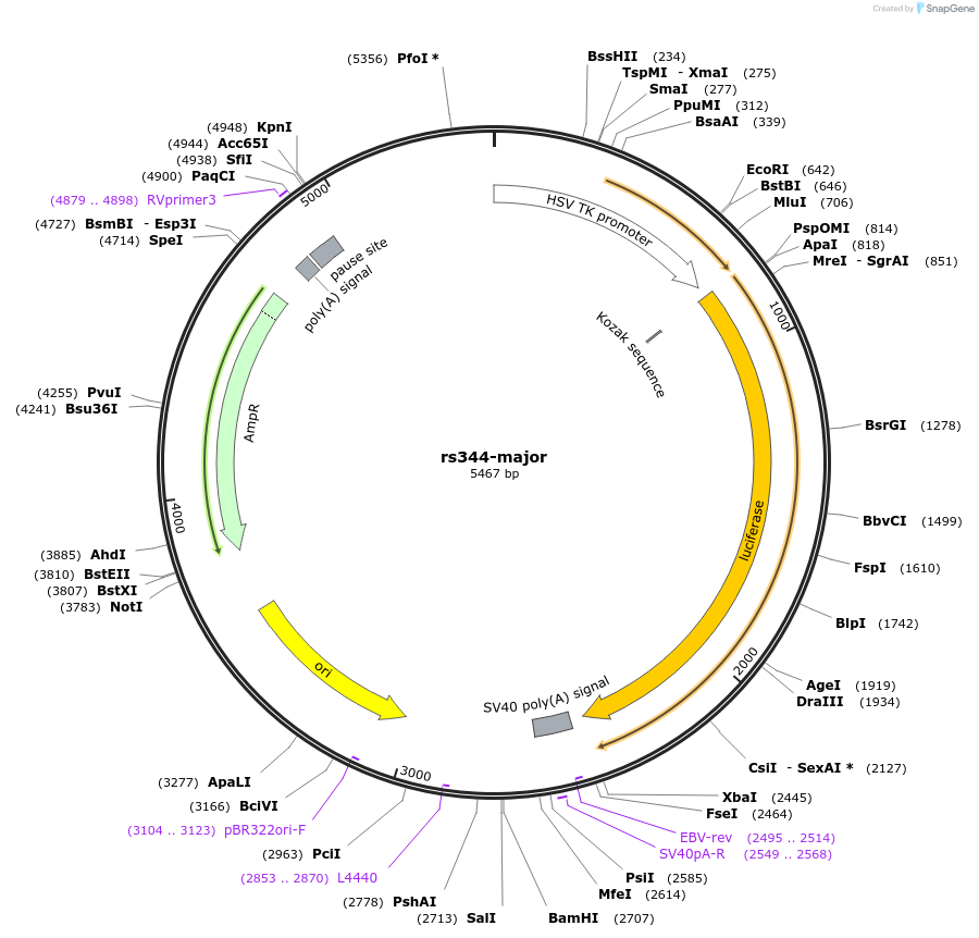 113365-plasmid-map-sequence-id-221748
