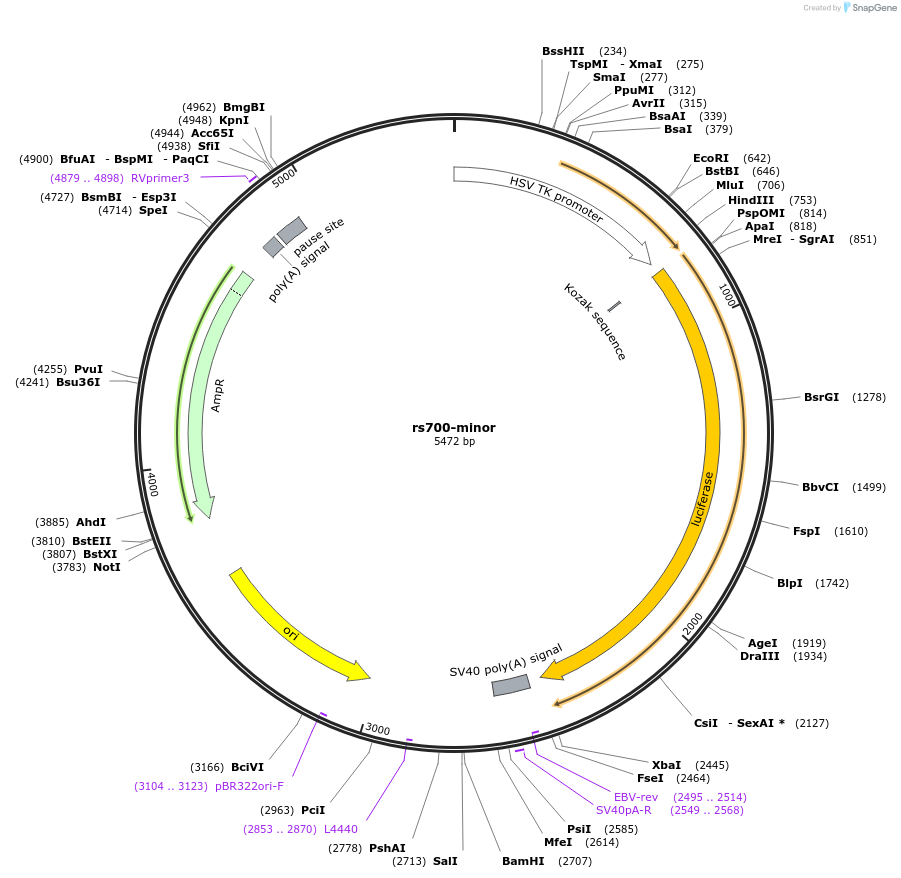 113362-plasmid-map-sequence-id-221751