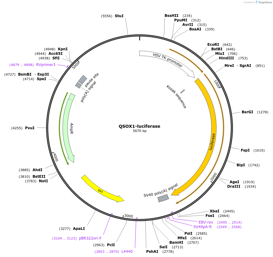113352-plasmid-map-sequence-id-221755