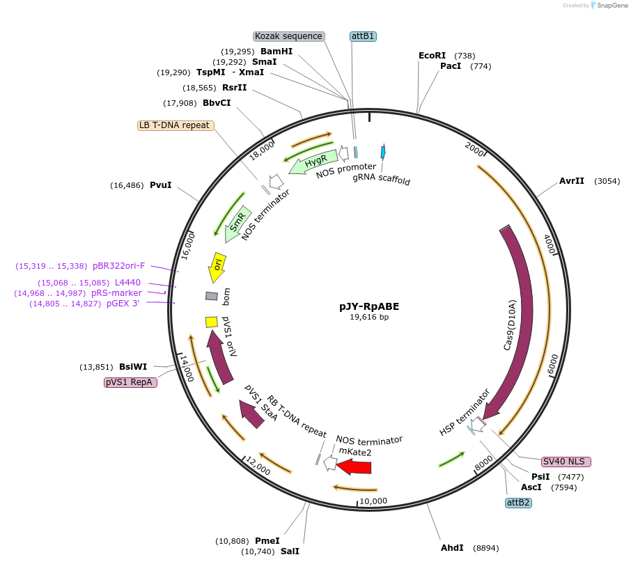 112872-plasmid-map-sequence-id-221761