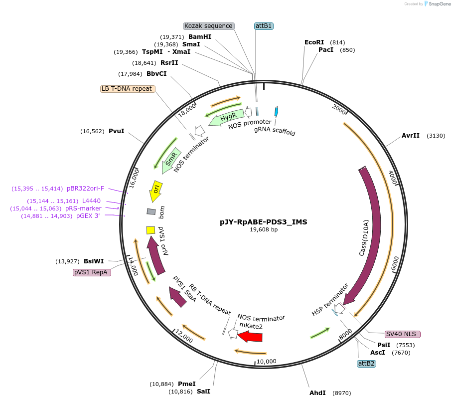 112875-plasmid-map-sequence-id-221764