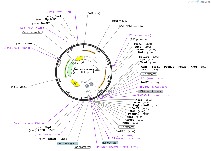 116887-plasmid-map-sequence-id-221771