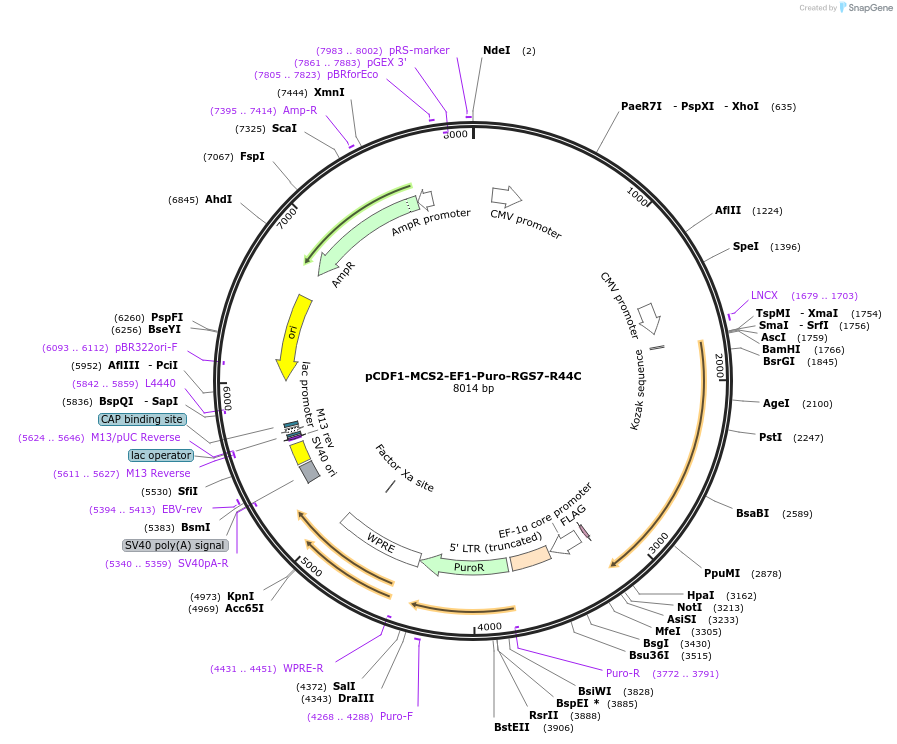 113729-plasmid-map-sequence-id-221777
