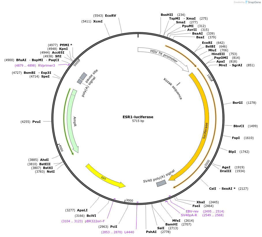 113351-plasmid-map-sequence-id-221921