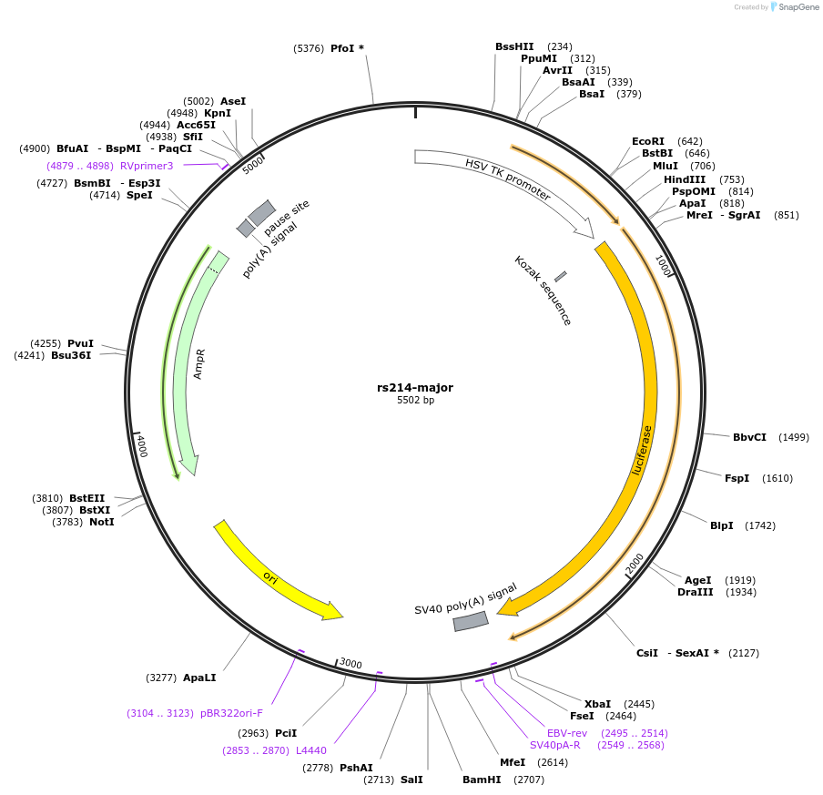 113379-plasmid-map-sequence-id-221922