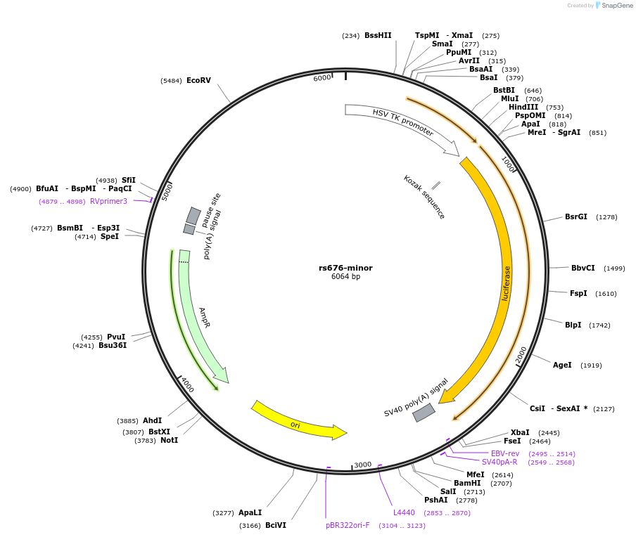 113376-plasmid-map-sequence-id-221930