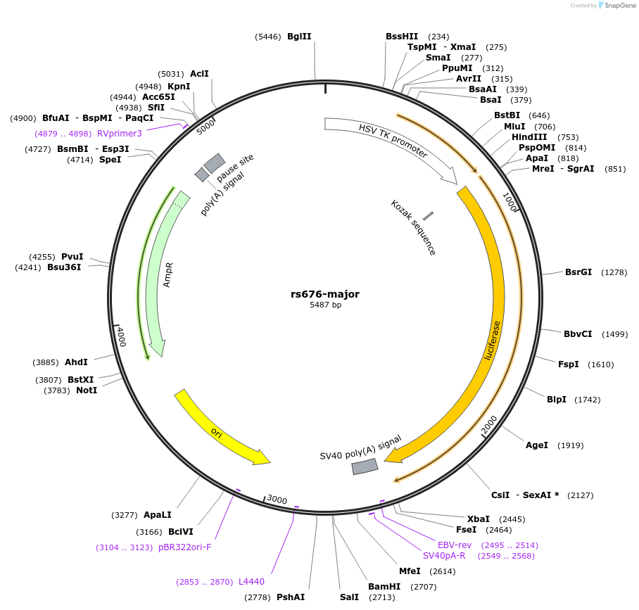 113375-plasmid-map-sequence-id-221934