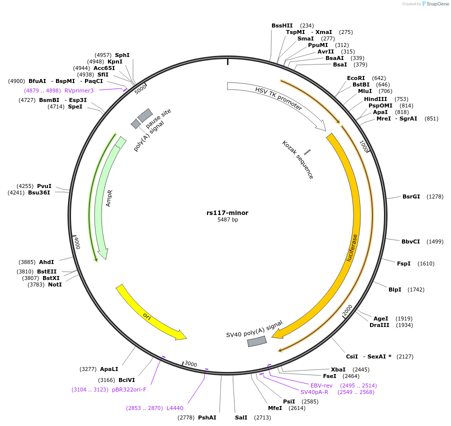 113368-plasmid-map-sequence-id-221938