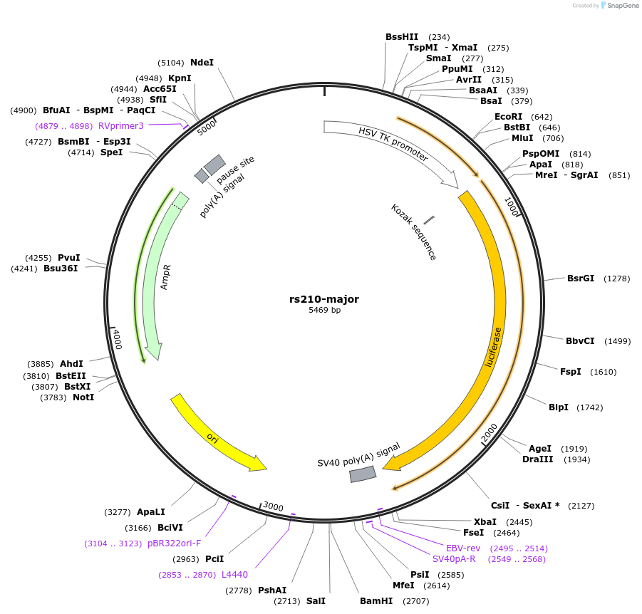 113377-plasmid-map-sequence-id-221945