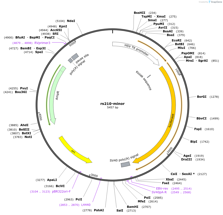 113378-plasmid-map-sequence-id-221949