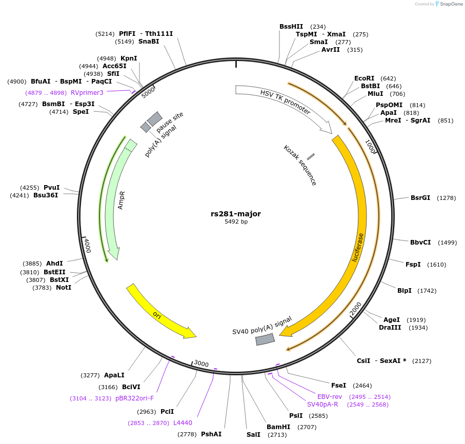 113371-plasmid-map-sequence-id-221951