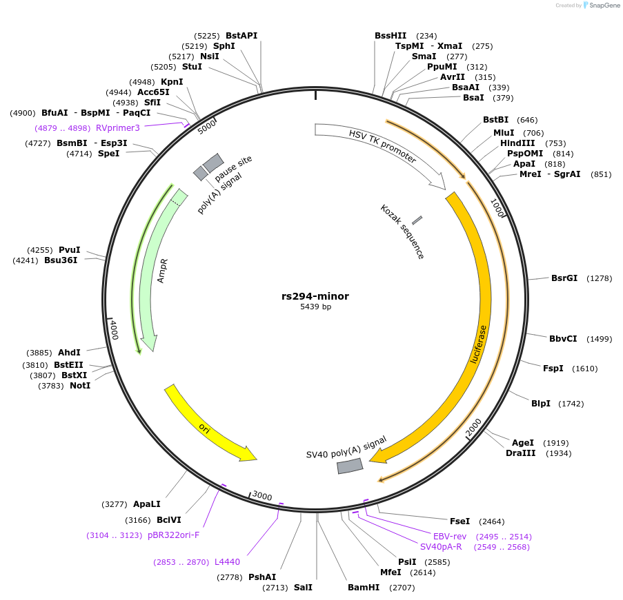 113374-plasmid-map-sequence-id-221959