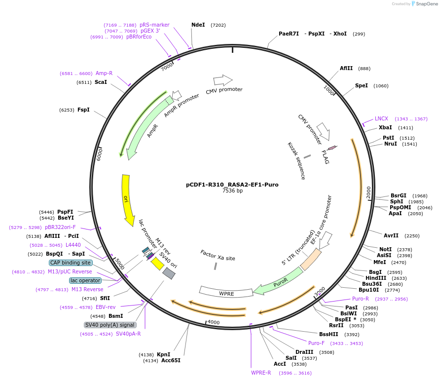 114097-plasmid-map-sequence-id-221961