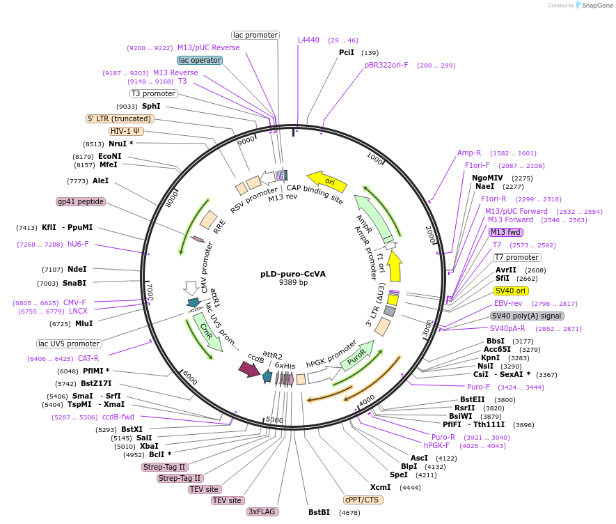 24588-plasmid-map-sequence-id-221992