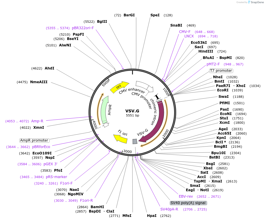 14888-plasmid-map-sequence-id-221993