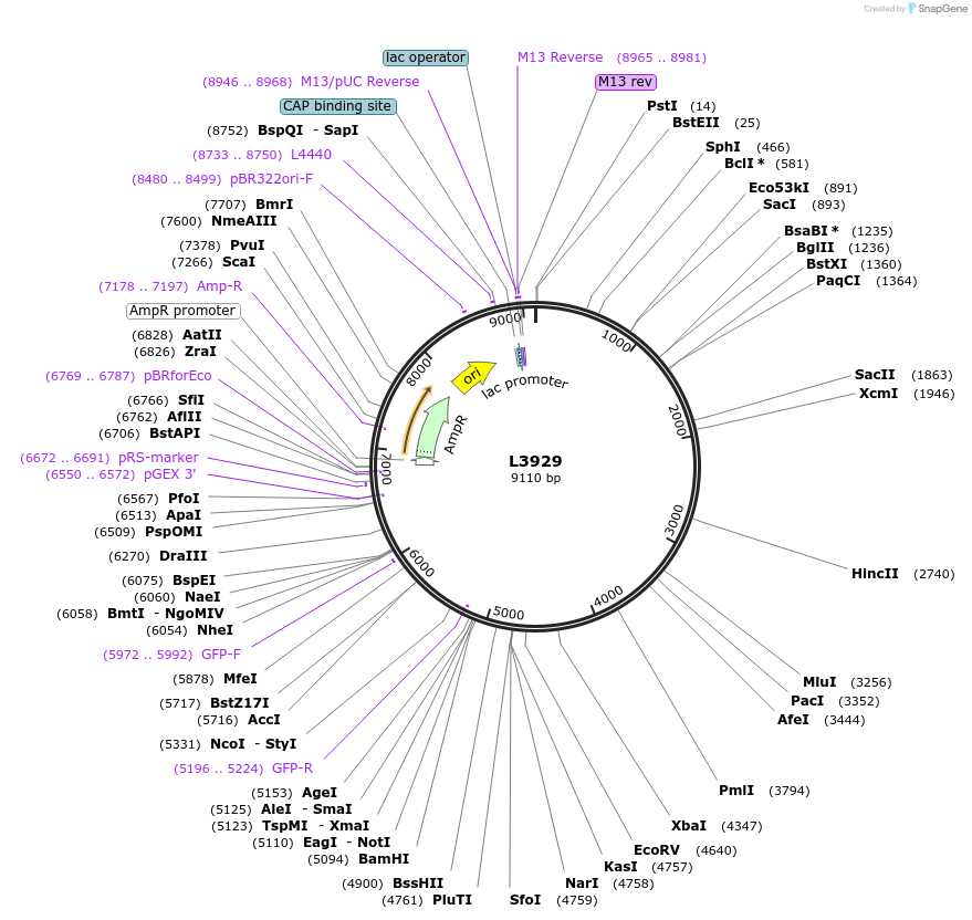 1612-plasmid-map-sequence-id-222