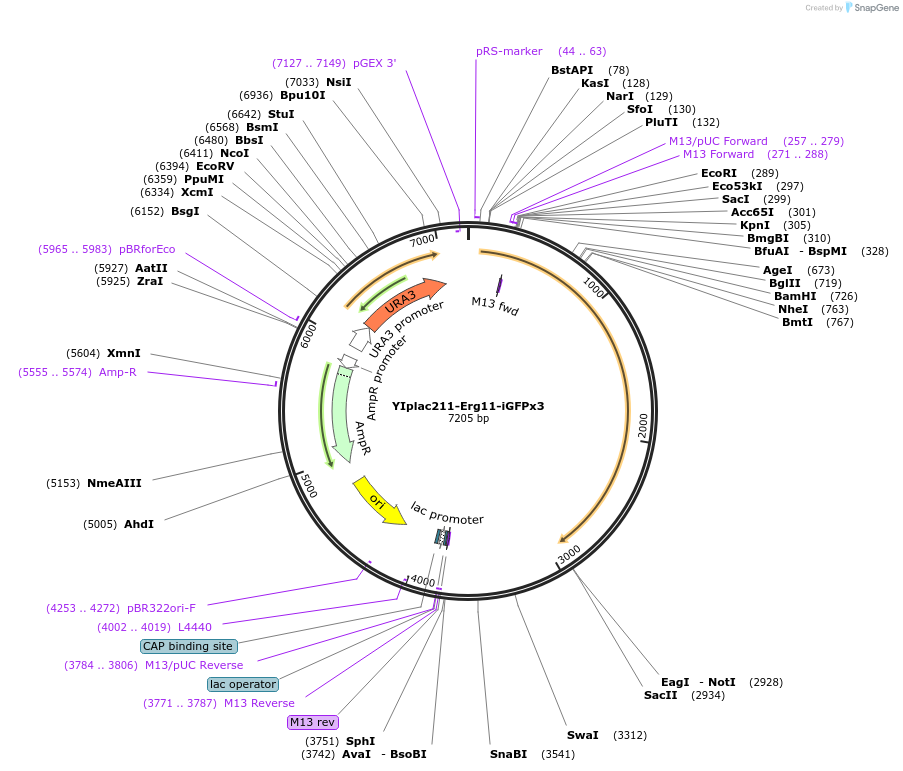 115422-plasmid-map-sequence-id-222003