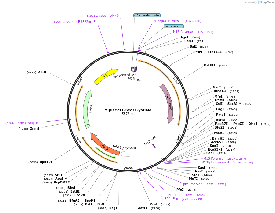 115423-plasmid-map-sequence-id-222004