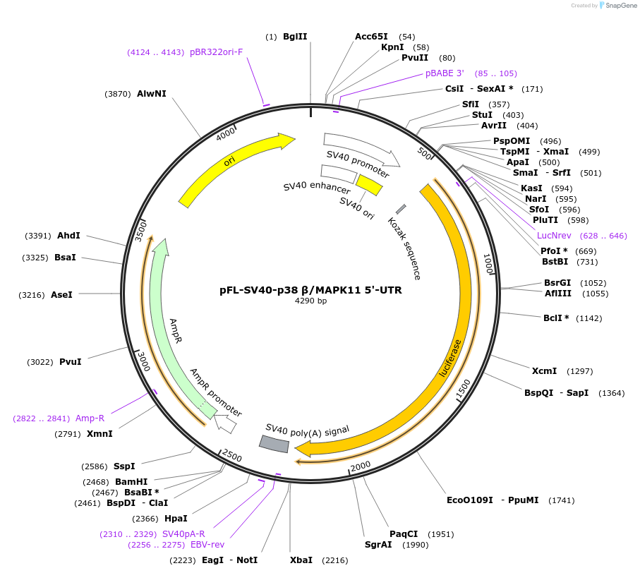 115357-plasmid-map-sequence-id-222005