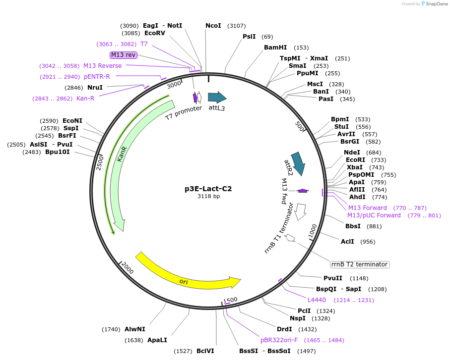 109553-plasmid-map-sequence-id-222017