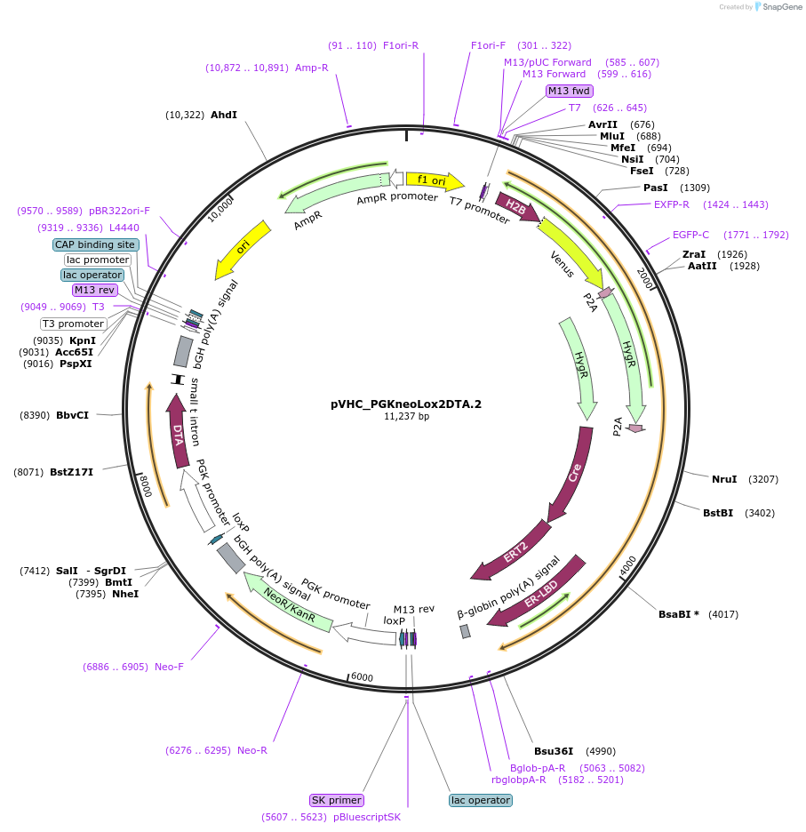 112622-plasmid-map-sequence-id-222021